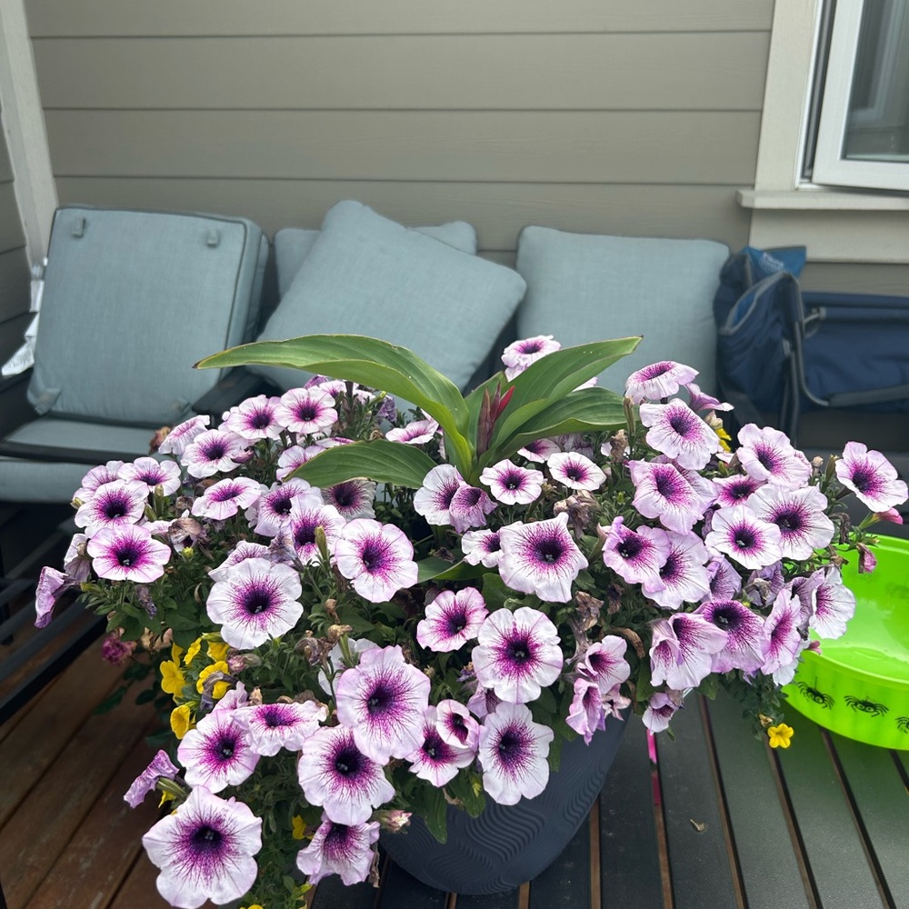 Flowers for Summer! Like this listing to be notified of a Live or Silent Show!
